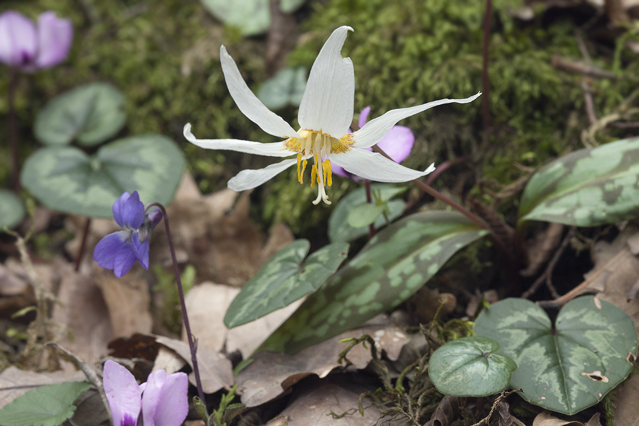 Изображение особи Erythronium caucasicum.