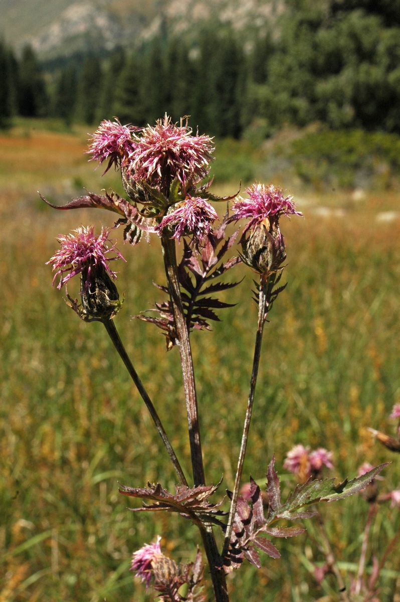 Изображение особи Serratula coronata.