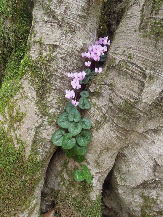 Image of Cyclamen coum specimen.