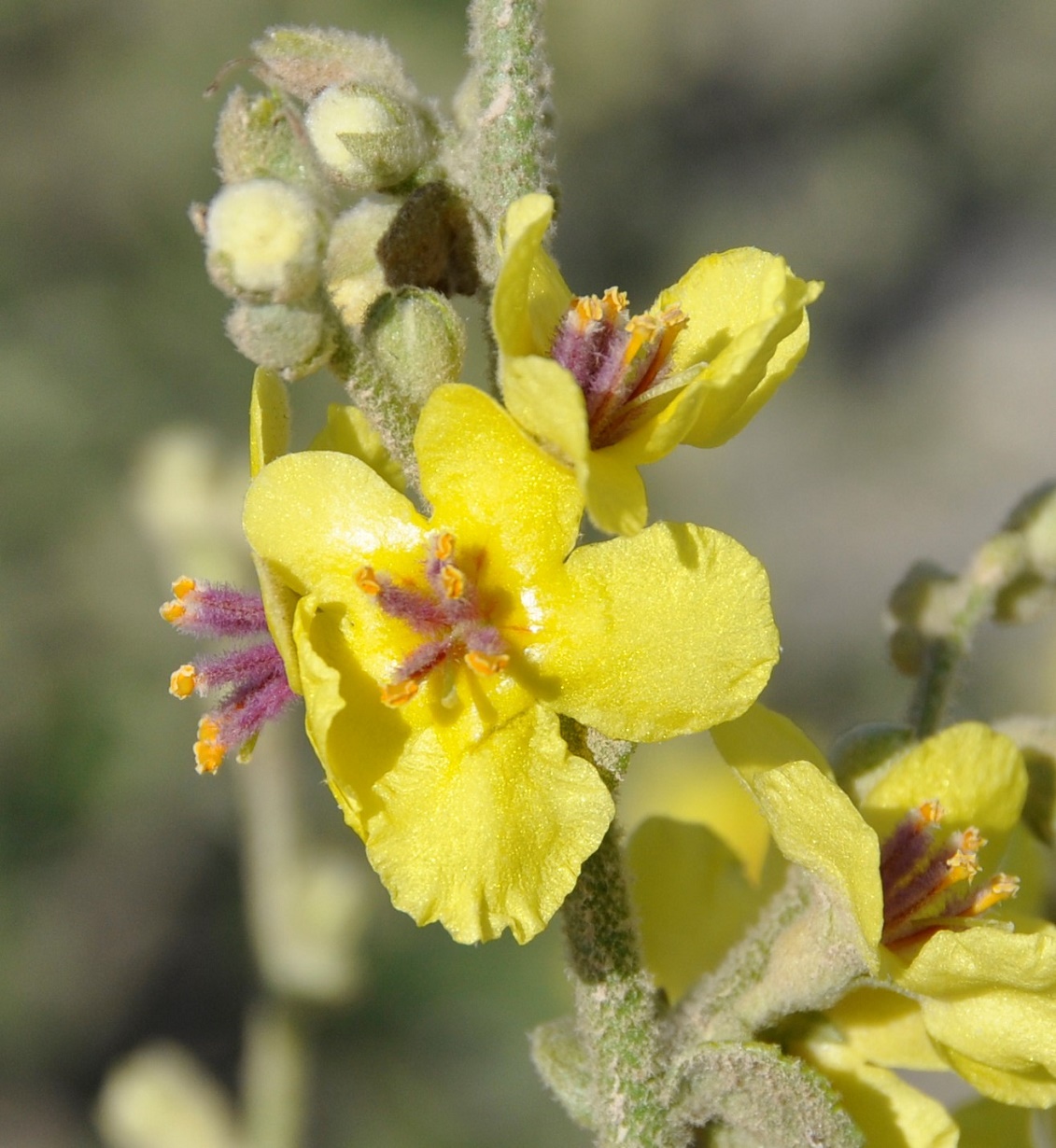 Image of Verbascum sinuatum specimen.