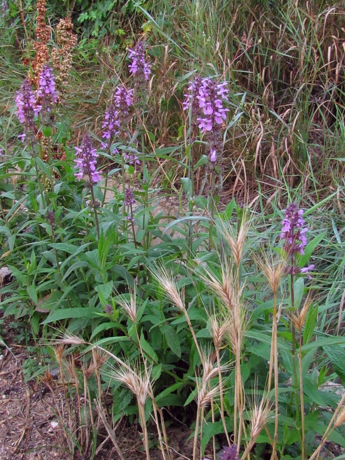 Image of Stachys palustris specimen.
