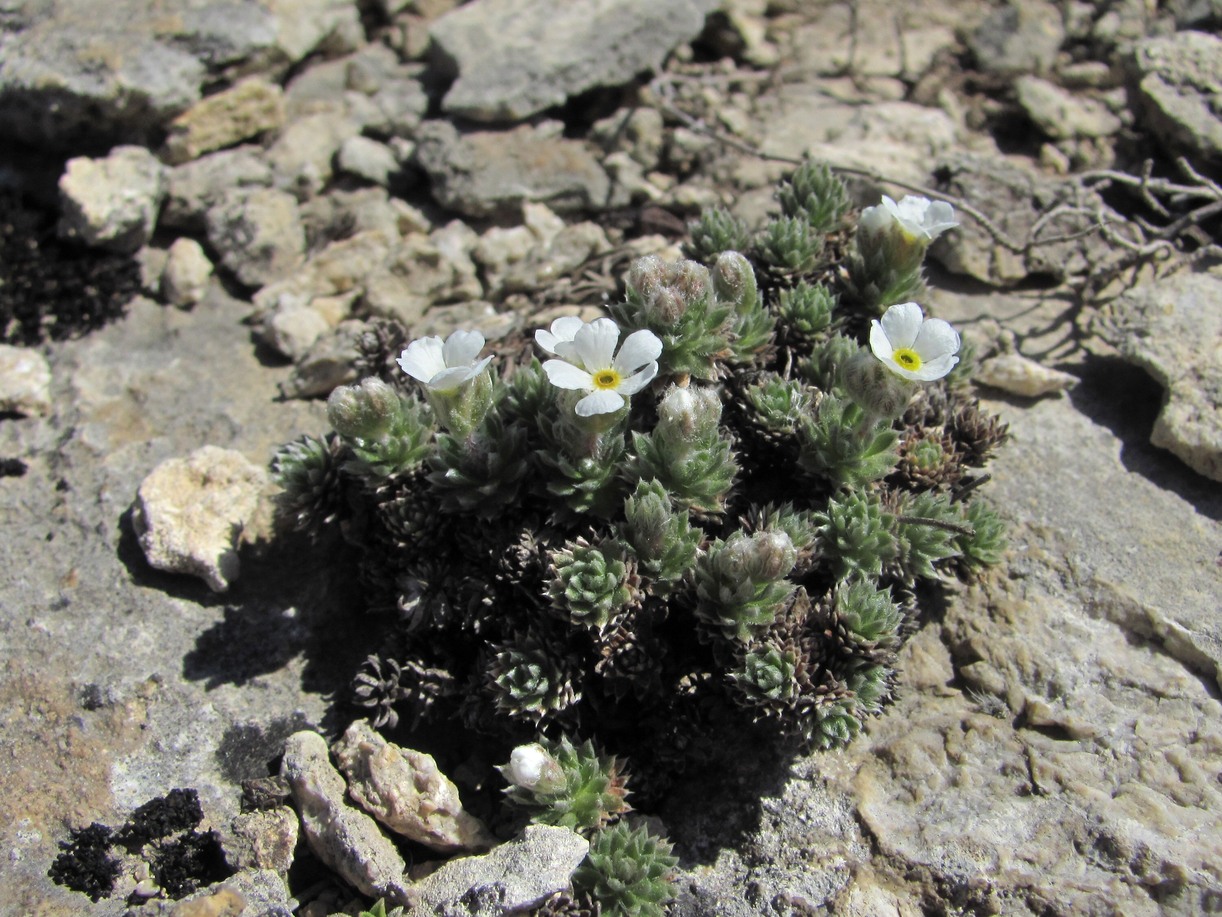 Image of Androsace barbulata specimen.