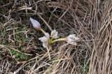 род Colchicum. Цветущее растение. Турция, ил Ардахан, окр. крепости Кирнав, правый высокий берег р. Чайкелик, выс. ок. 1780 м н.у.м., луг. 15.04.2019.