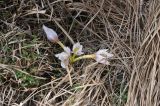 Colchicum