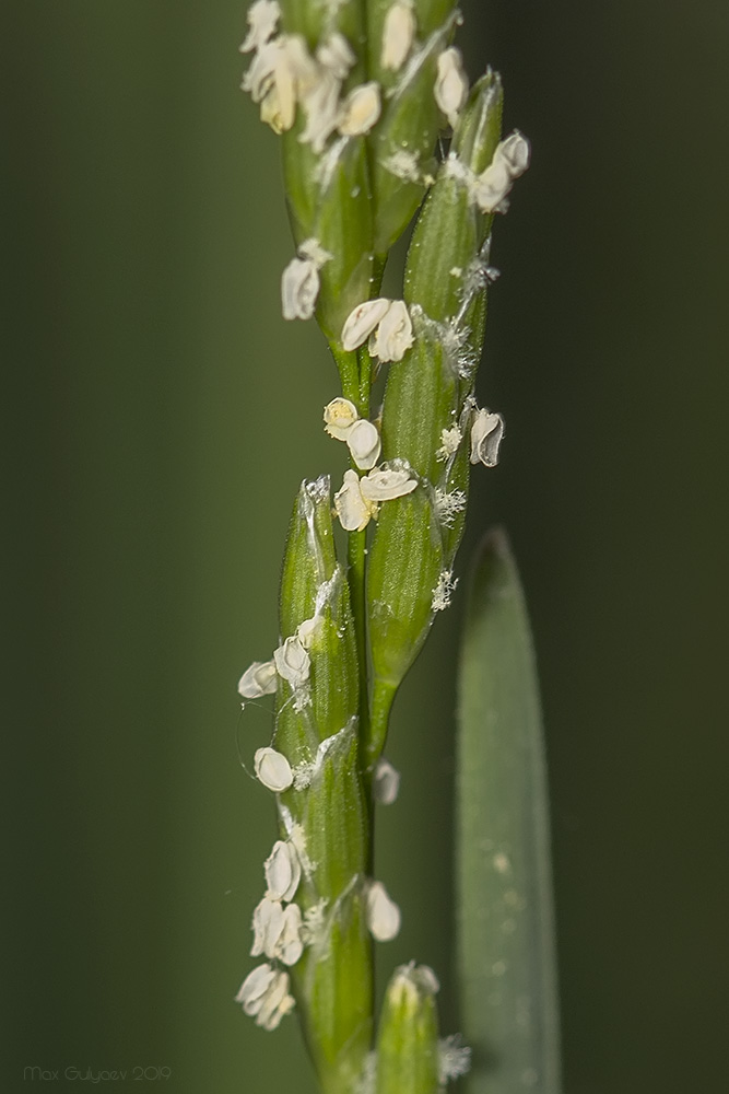 Image of Glyceria notata specimen.