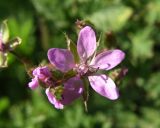 Erodium cicutarium