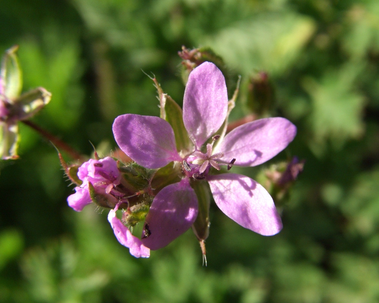 Изображение особи Erodium cicutarium.