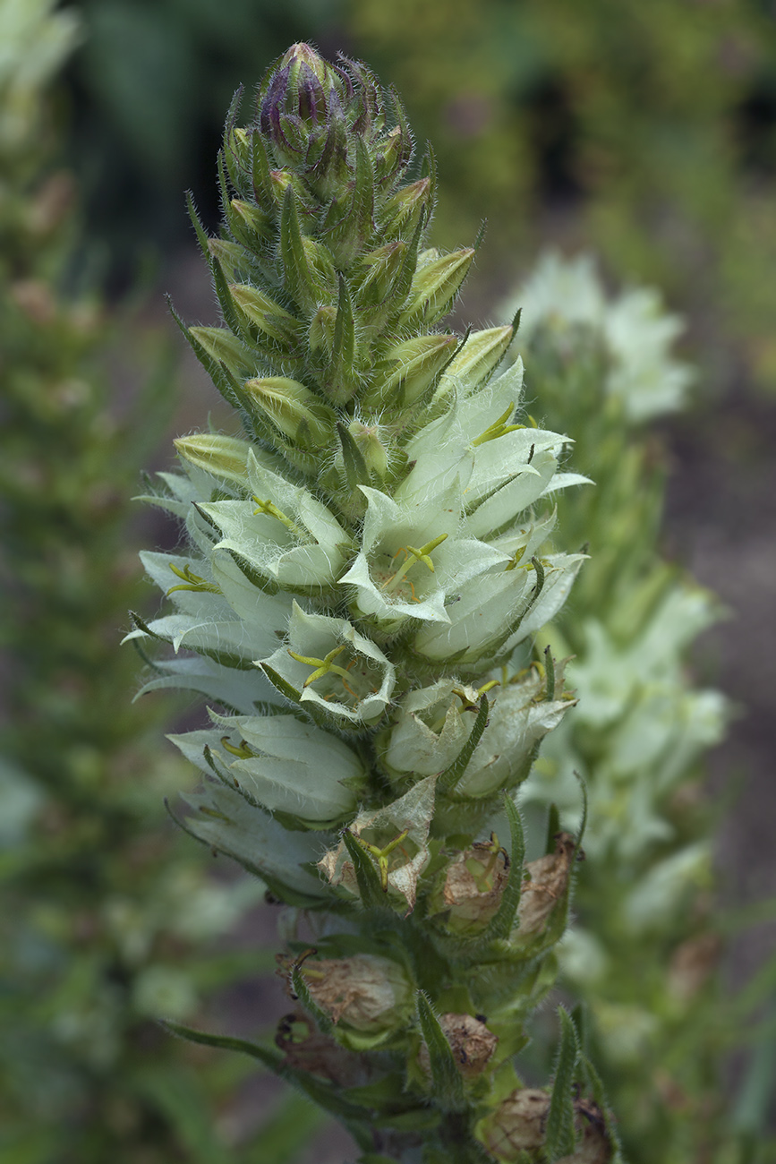 Image of Campanula thyrsoides specimen.