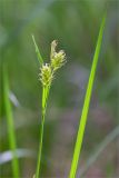 Carex pallescens. Верхушка побега с соплодиями. Ленинградская обл., Выборгский р-н, р. Вуокса, о. Тёмный, сыроватый смешанный лес. 09.06.2019.