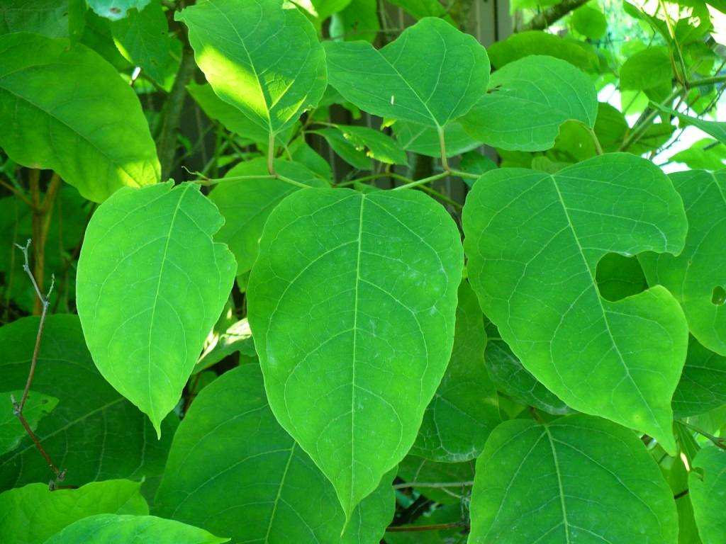Image of genus Reynoutria specimen.