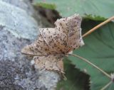 Alchemilla orthotricha. Отмерший лист с поражениями микромицетами. Кабардино-Балкария, Эльбрусский р-н, окр. г. Тырныауз, ок. 1400 м н.у.м., на скале у ручья. 05.07.2019.