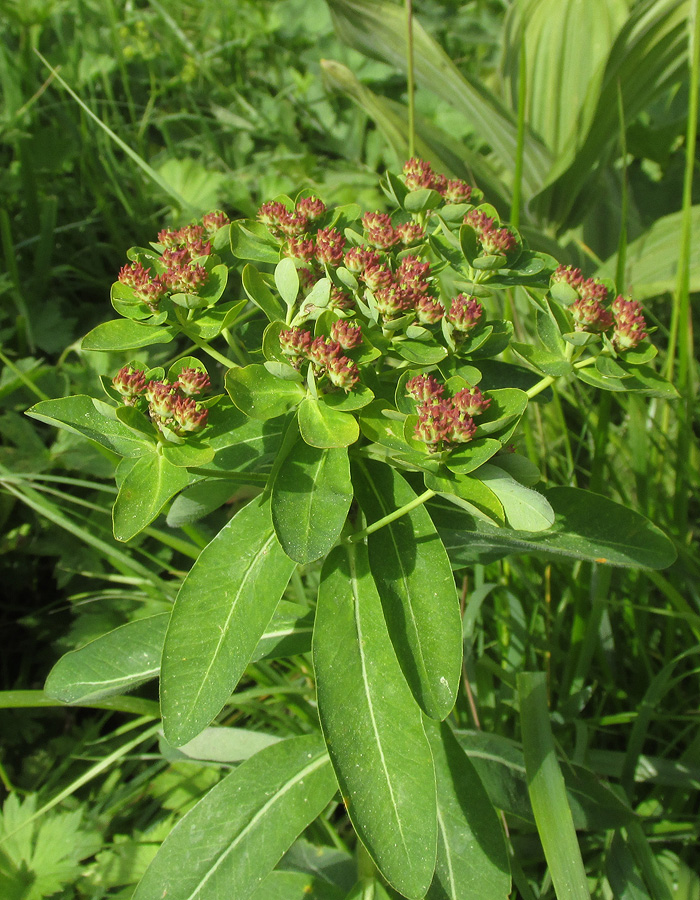 Image of Euphorbia pilosa specimen.