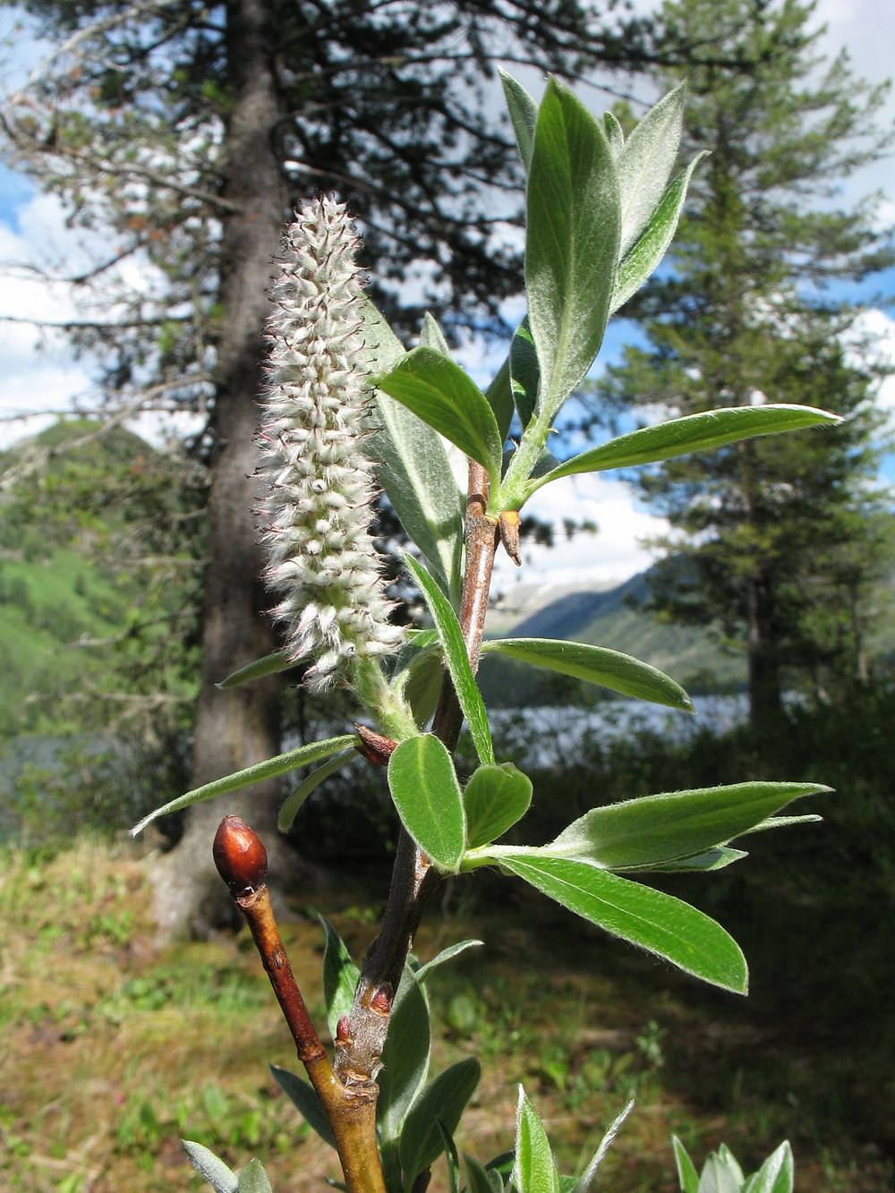 Image of genus Salix specimen.