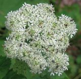 Heracleum carpaticum