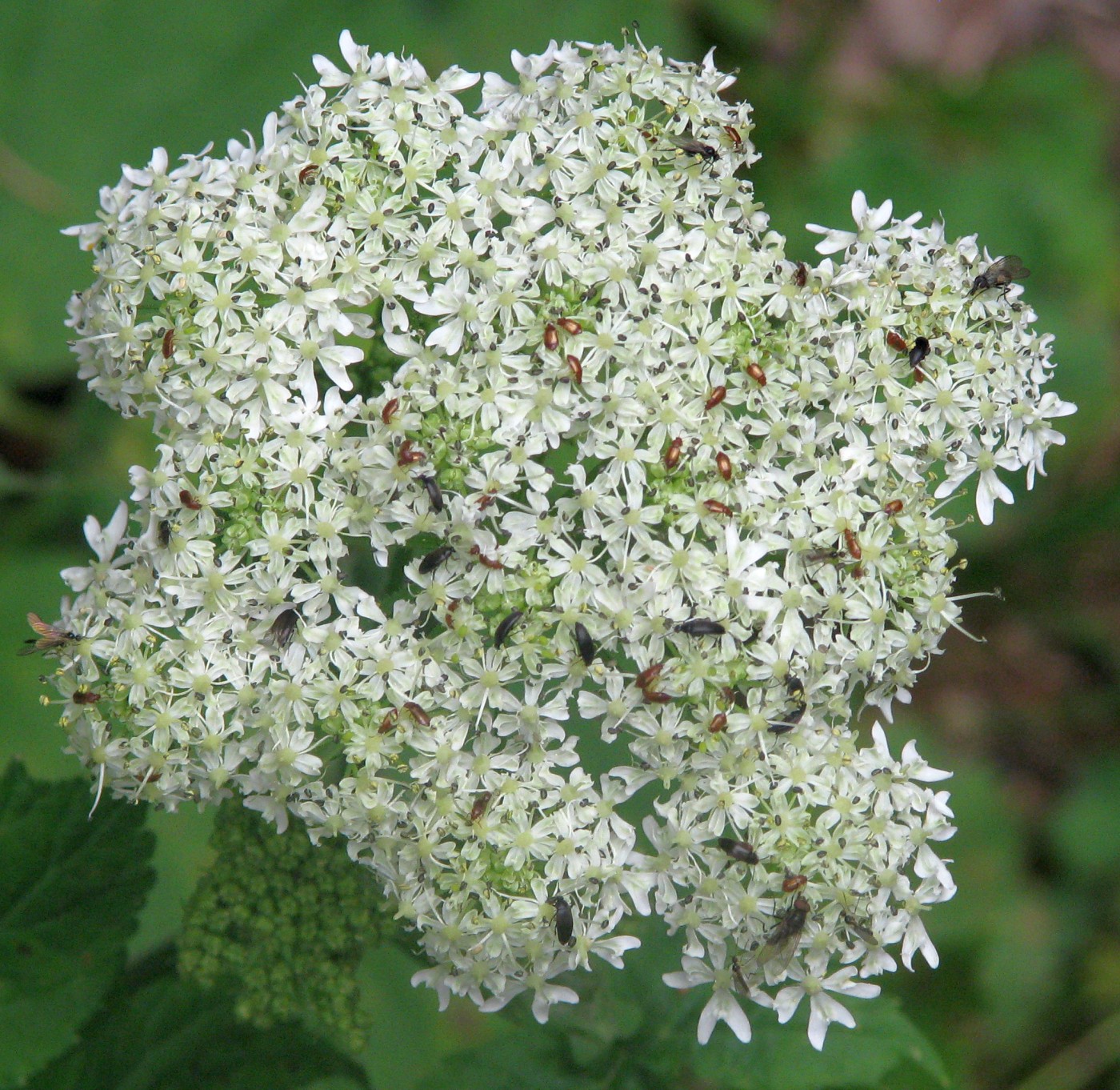 Image of Heracleum carpaticum specimen.