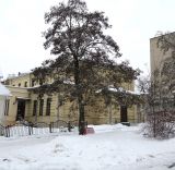 Robinia pseudoacacia. Покоящееся дерево. Беларусь, г. Гродно, парк Жилибера, в культуре. 24.12.2018.