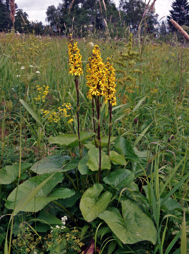 Image of Ligularia sibirica specimen.