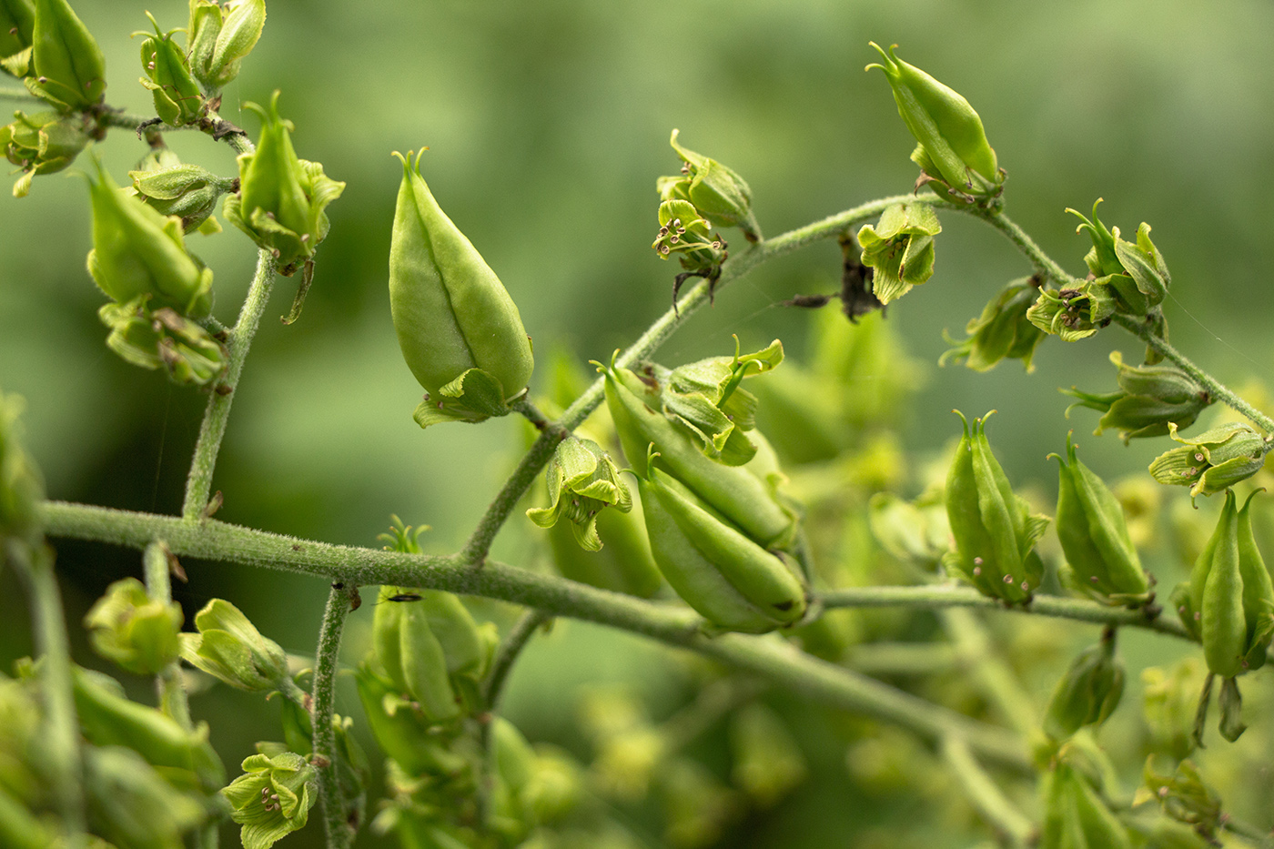 Изображение особи Veratrum lobelianum.