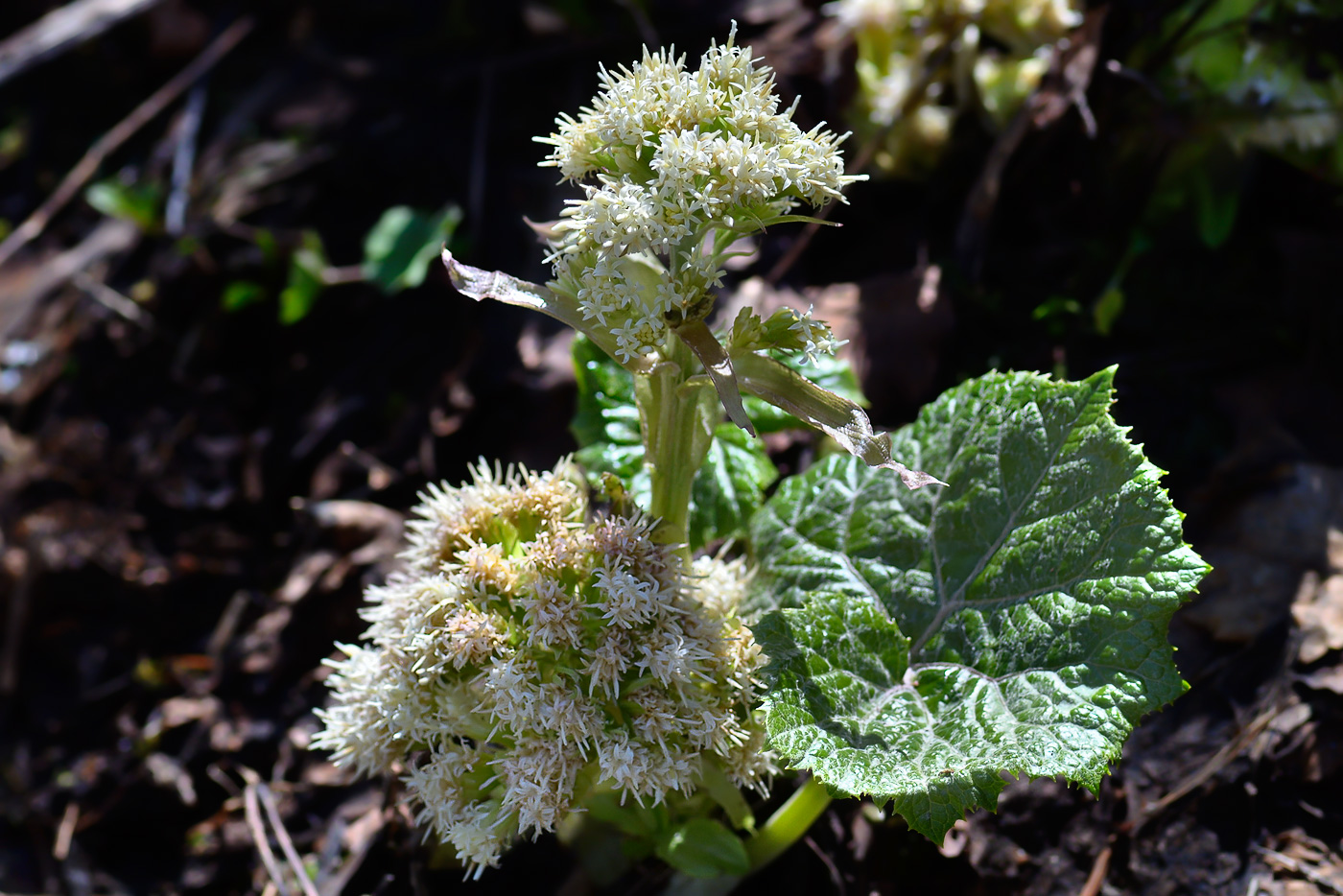 Изображение особи Petasites albus.