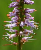 Veronicastrum sibiricum