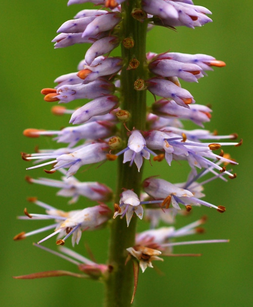 Изображение особи Veronicastrum sibiricum.