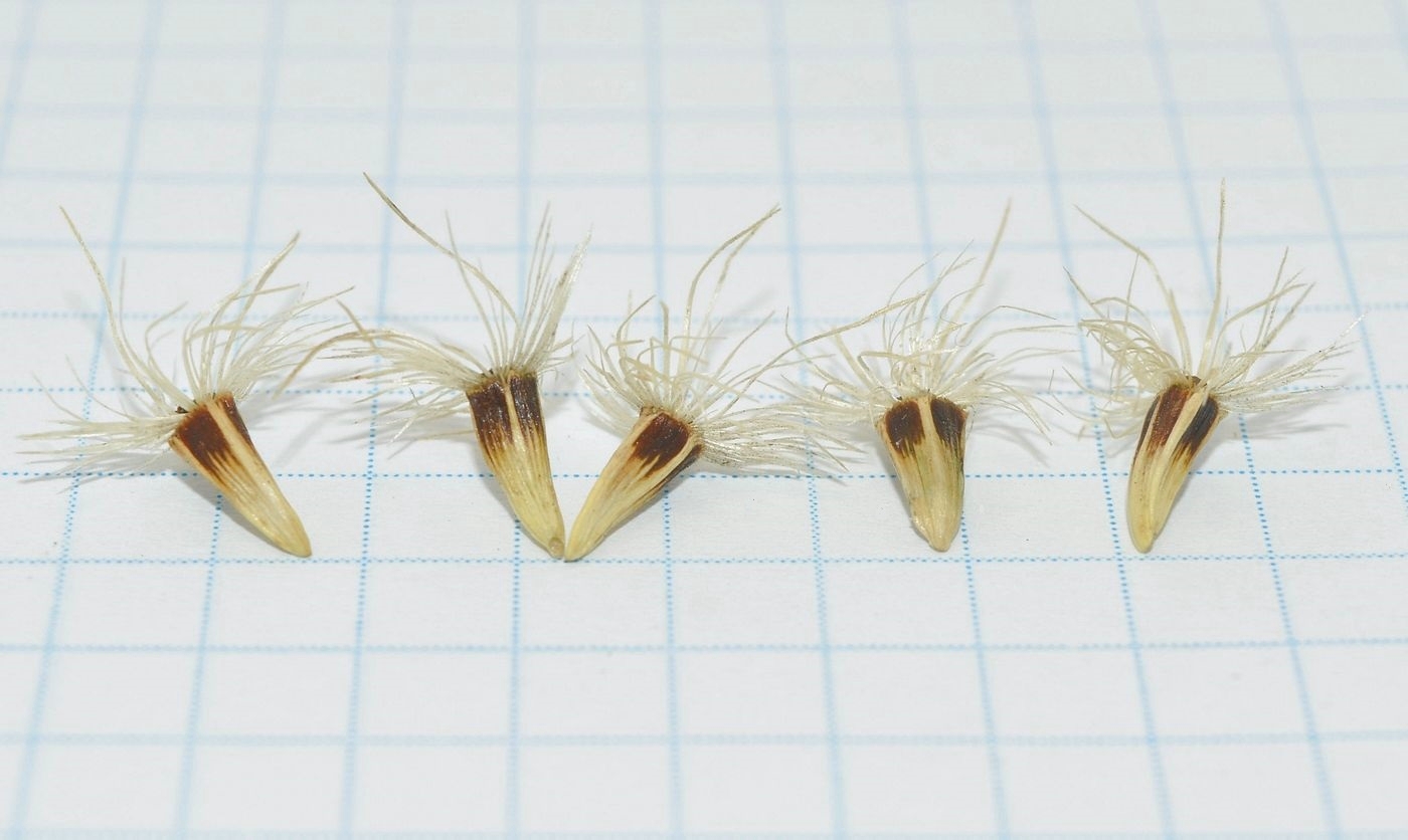 Image of Jurinea stoechadifolia specimen.