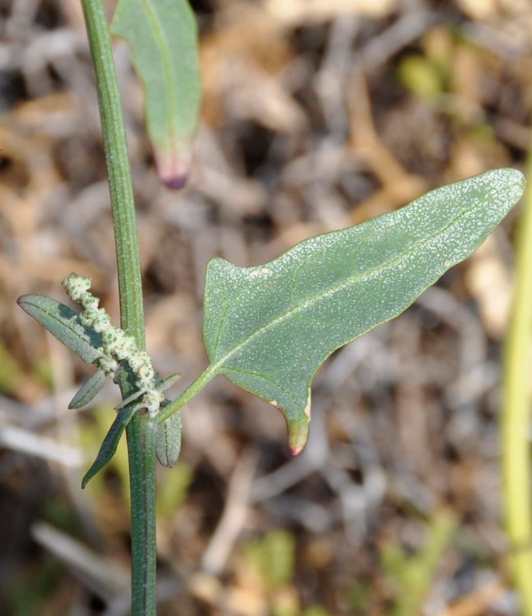 Image of genus Atriplex specimen.