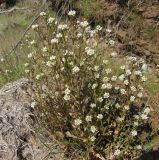 Cochlearia officinalis