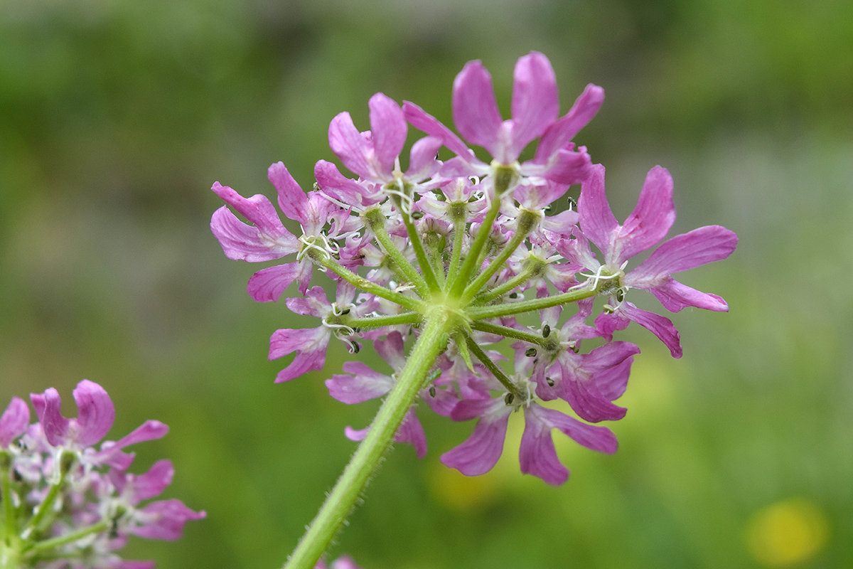 Изображение особи Heracleum roseum.