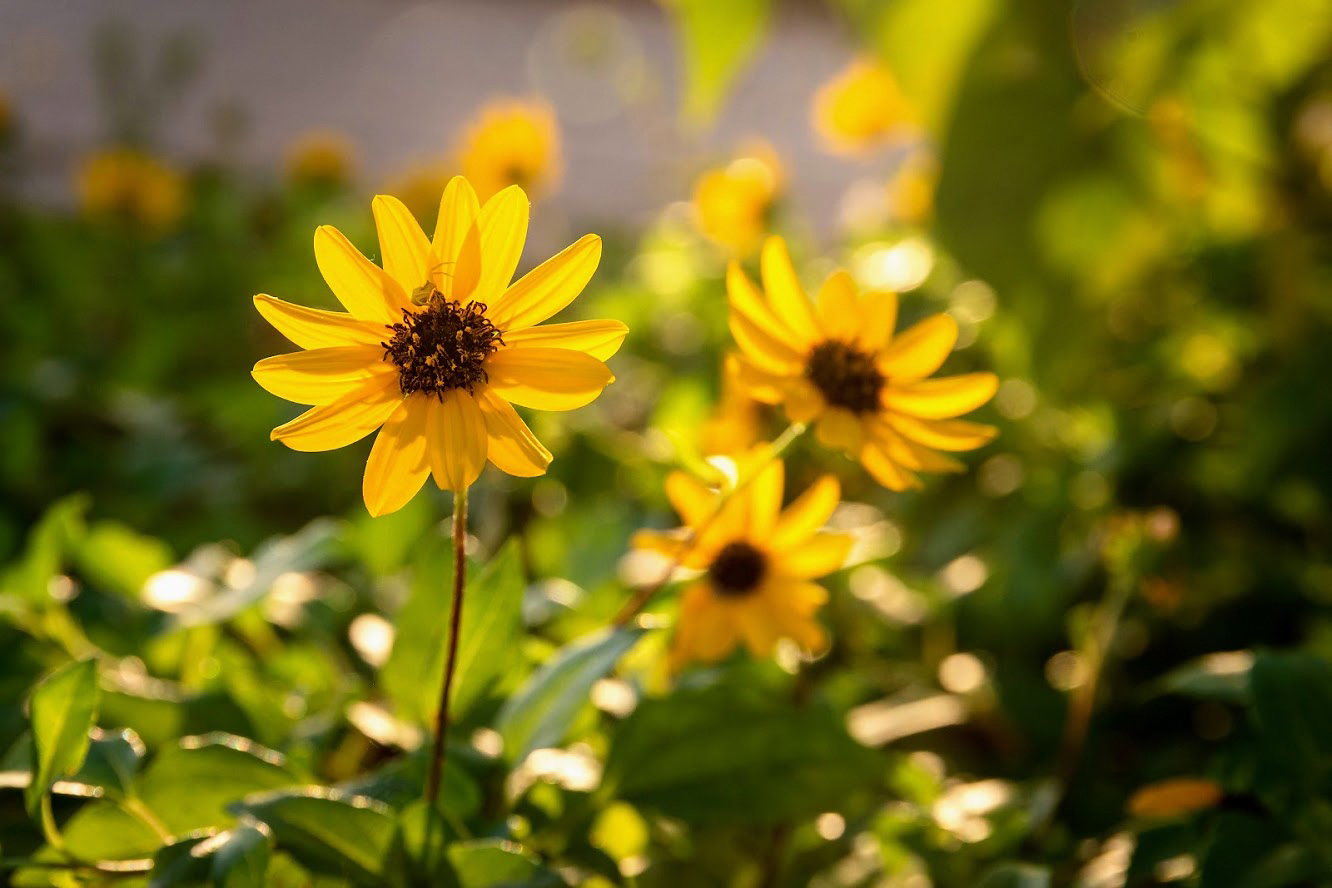 Изображение особи Helianthus debilis.