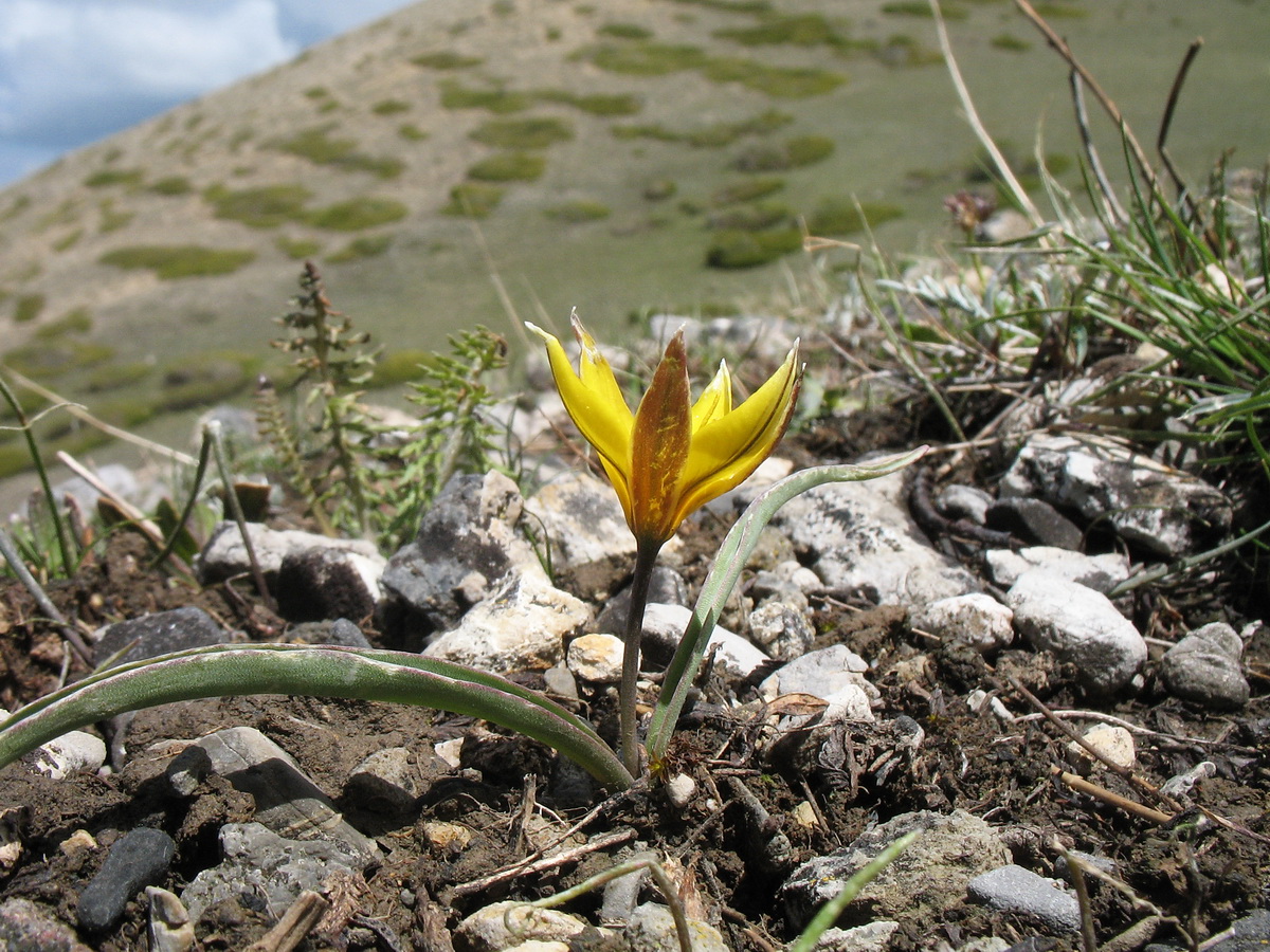 Image of Tulipa dasystemonoides specimen.