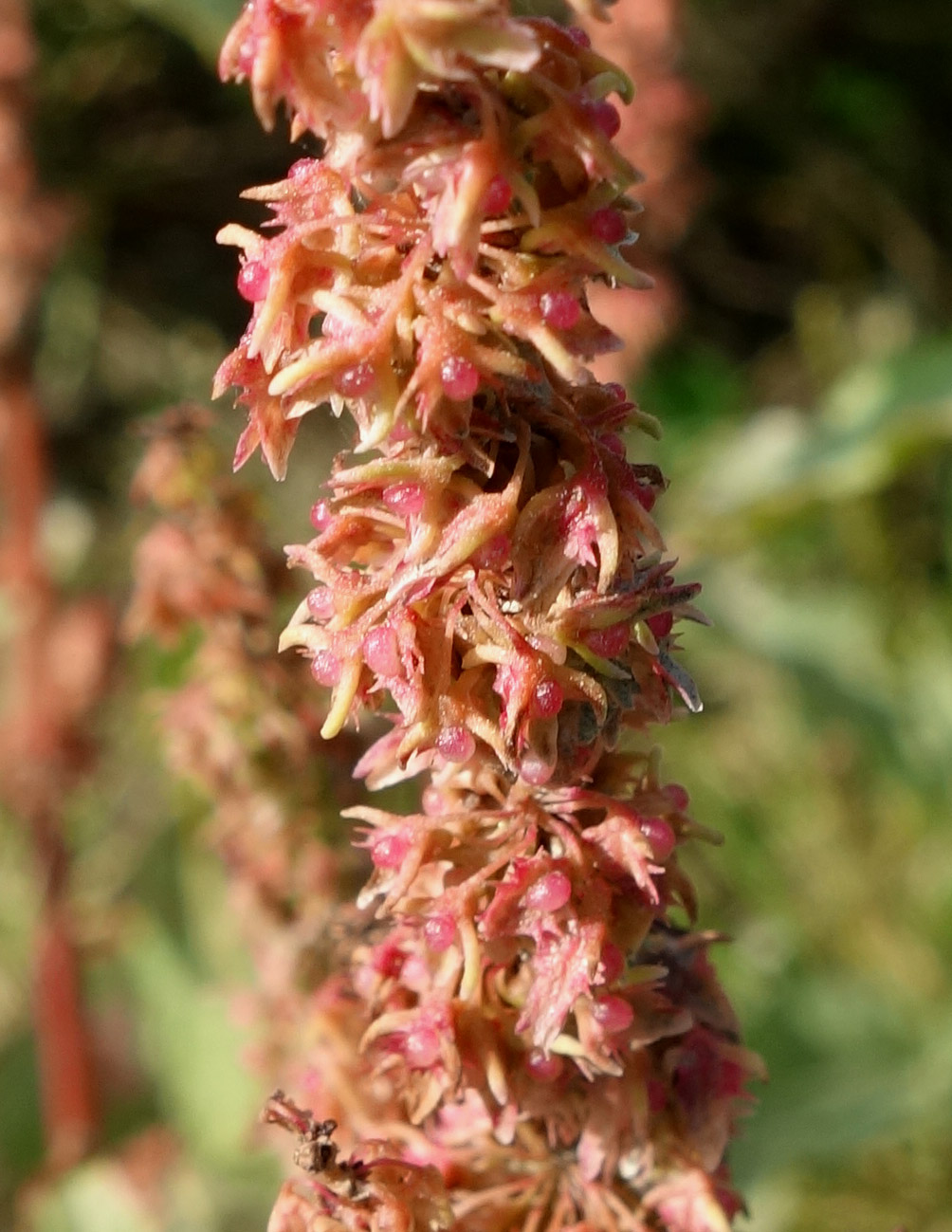 Image of genus Rumex specimen.