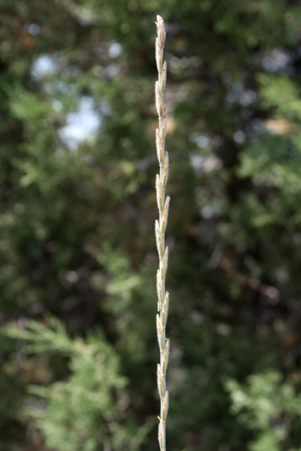 Image of Elytrigia trichophora specimen.