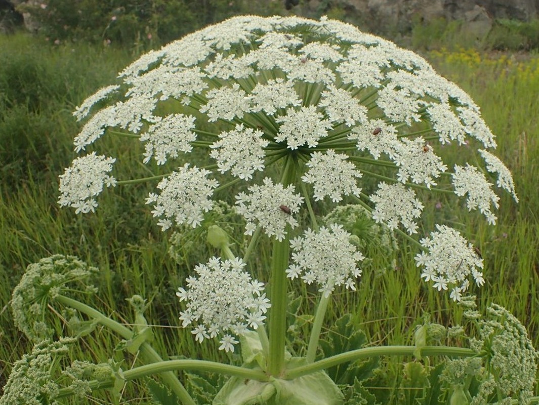 Изображение особи Heracleum trachyloma.