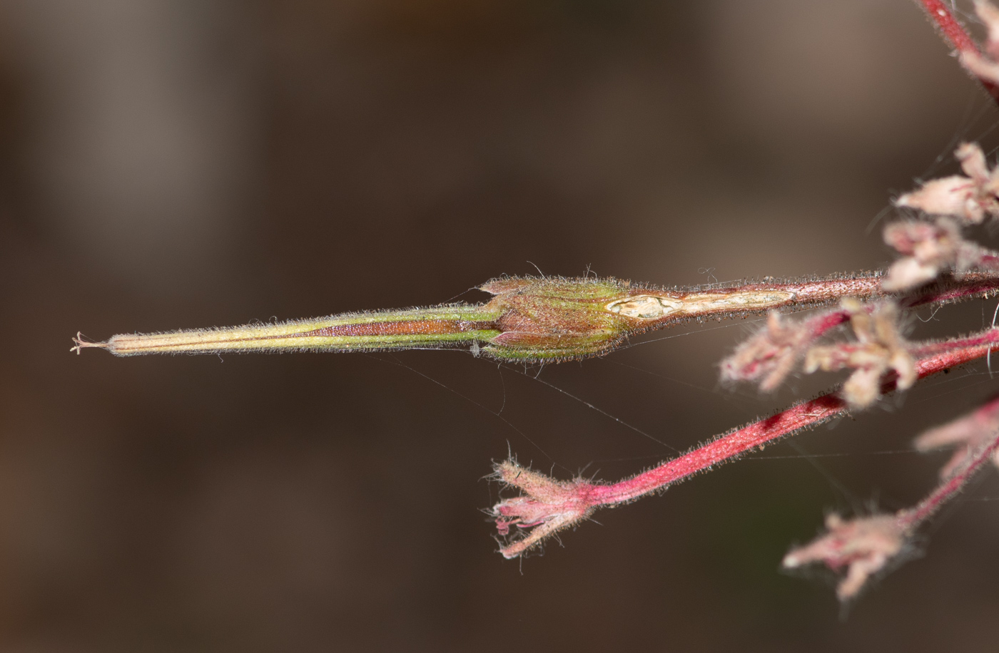 Изображение особи Pelargonium hortorum.