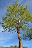 Populus laurifolia. Крона и средняя часть ствола взрослого дерева. Алтай, Кош-Агачский р-н, долина р. Чаган-Узун, ≈ 1700 м н.у.м., пойменная терраса. 12.06.2019.