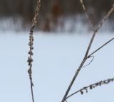 Melilotus officinalis