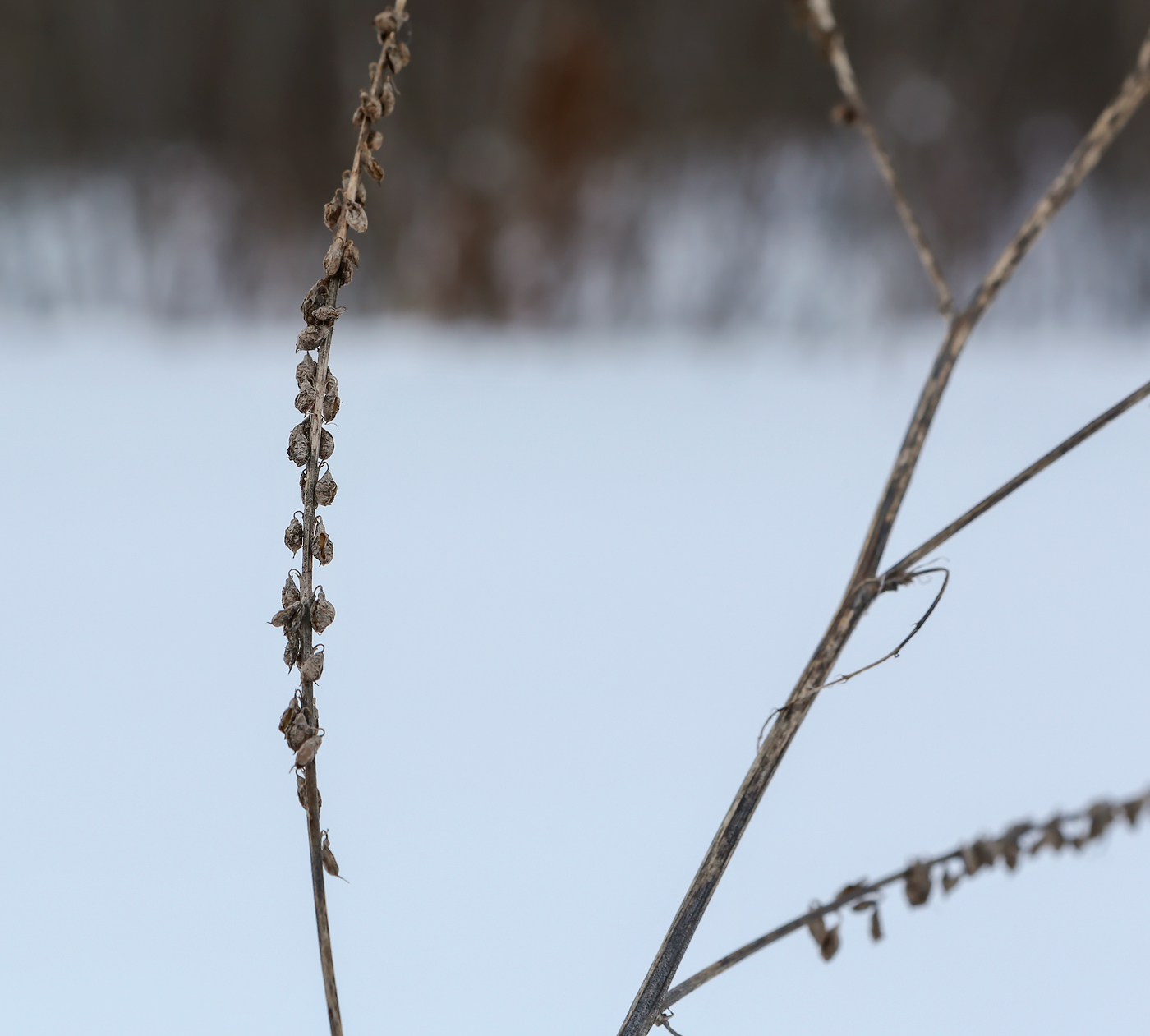 Изображение особи Melilotus officinalis.