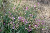 Astragalus kustanaicus