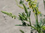 Melilotus officinalis. Верхушки побегов с развивающимися соцветиями. Кыргызстан, Чуйская обл., восточная окр. с. Восток, заросший газон около дороги. 28.05.2019.