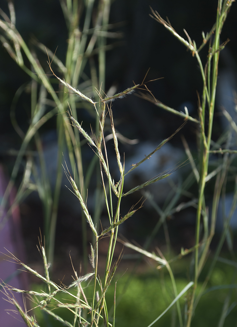 Image of Hyparrhenia hirta specimen.