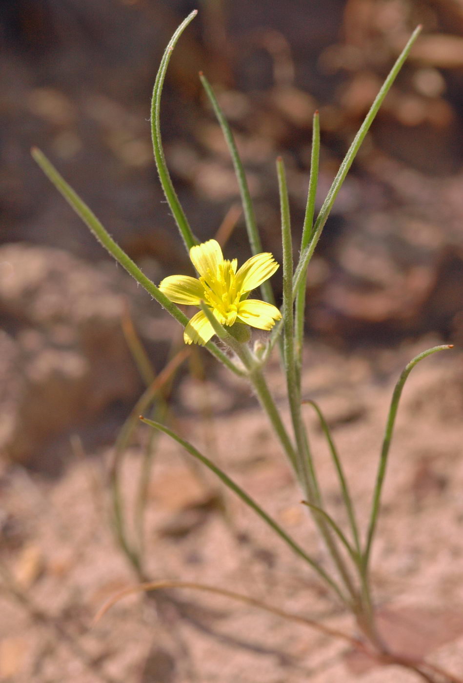 Image of Koelpinia linearis specimen.