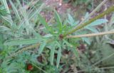 Cosmos sulphureus