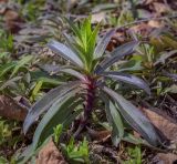 Dianthus barbatus