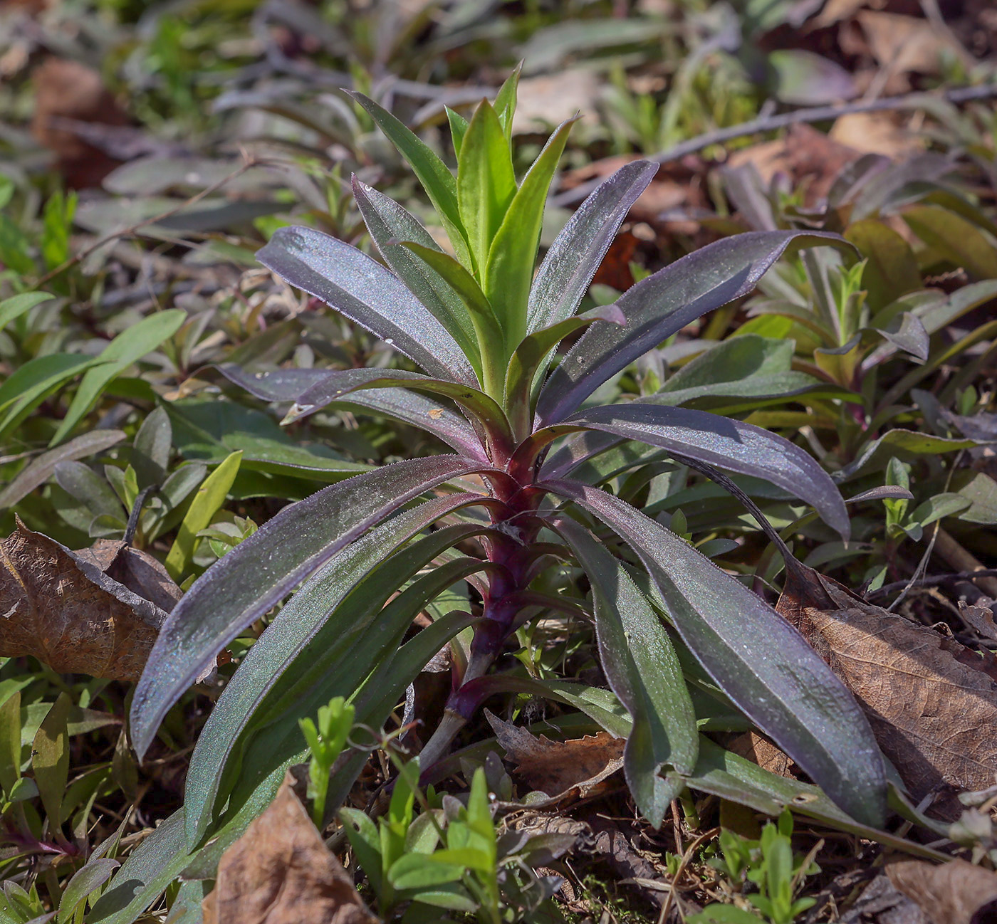 Изображение особи Dianthus barbatus.