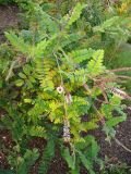 Amorpha herbacea