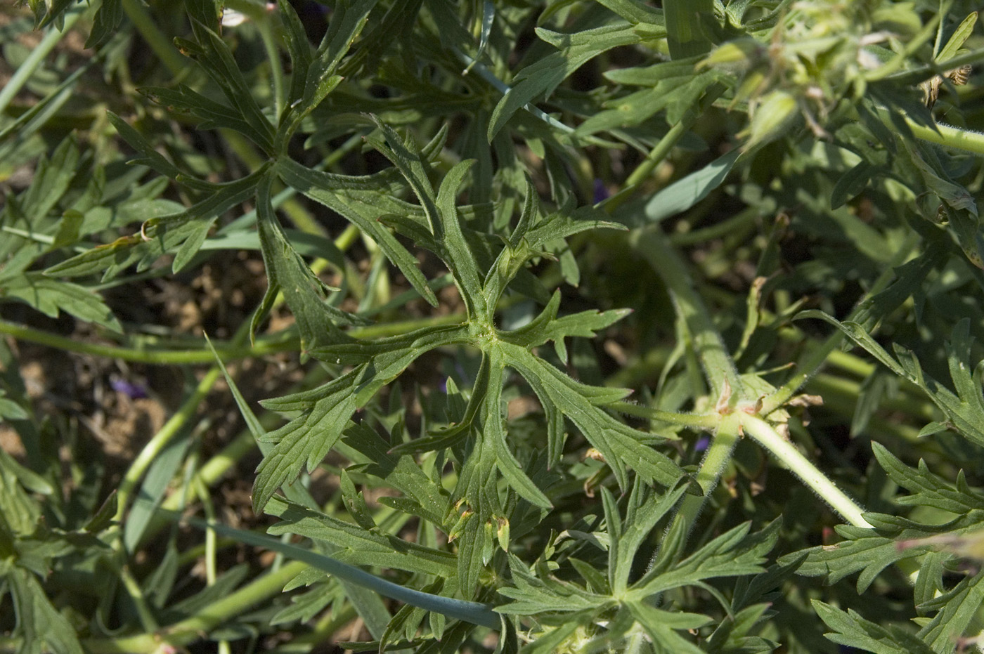 Image of Geranium transbaicalicum specimen.