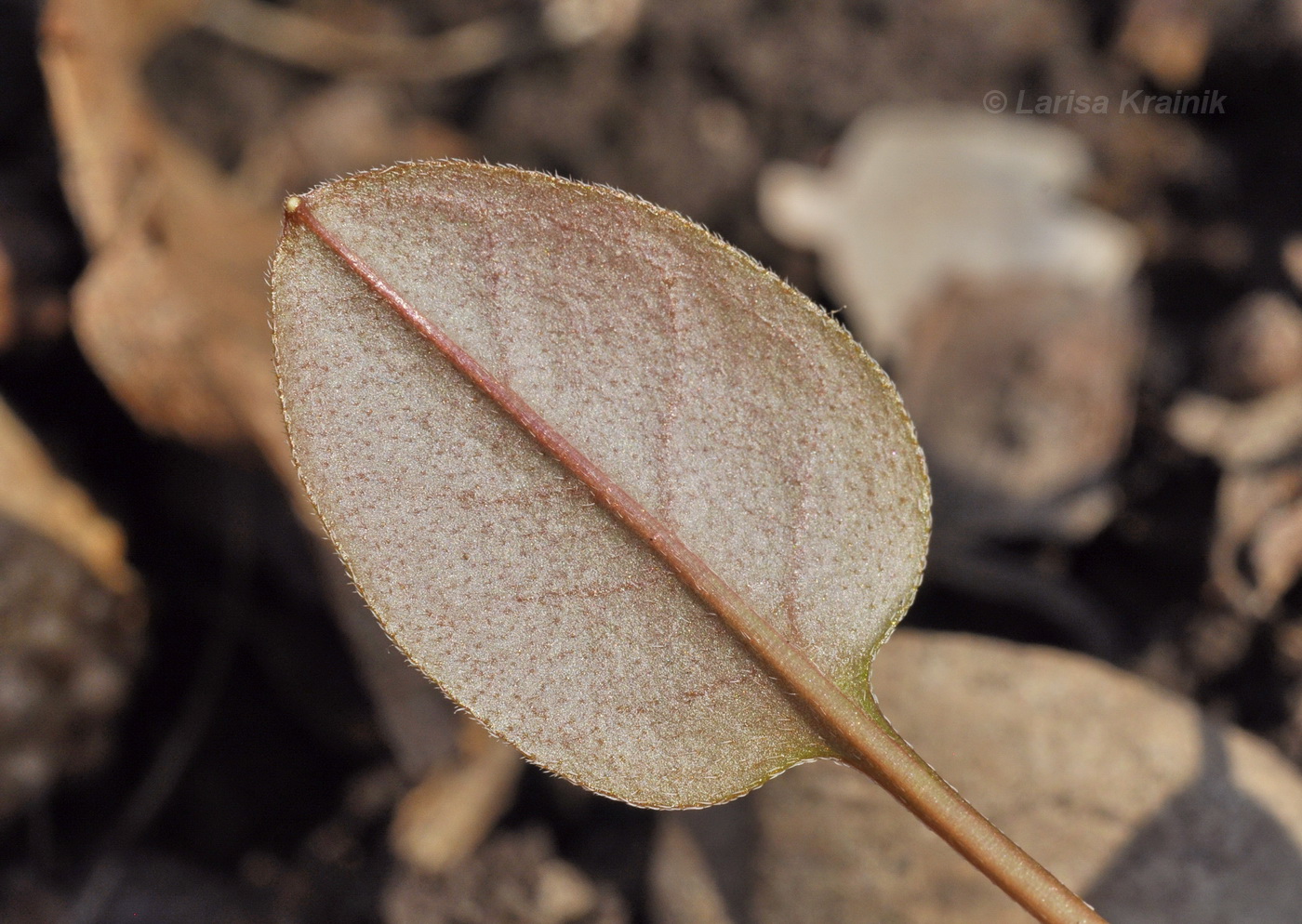 Изображение особи Trigonotis radicans.