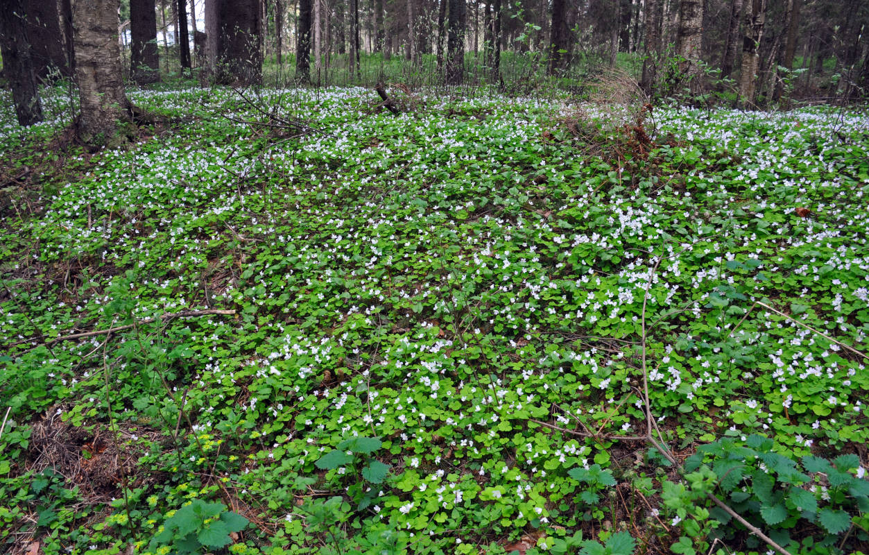 Изображение особи Oxalis acetosella.