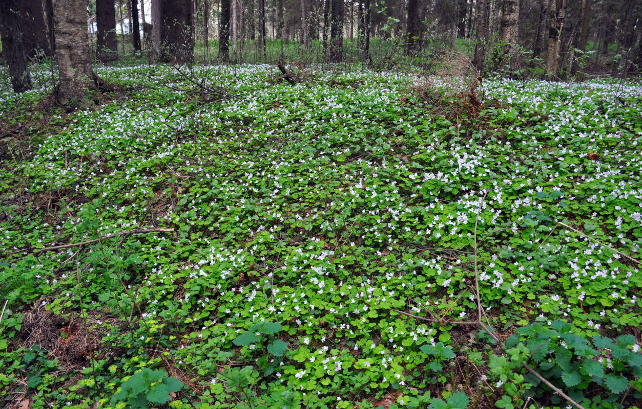 Изображение особи Oxalis acetosella.